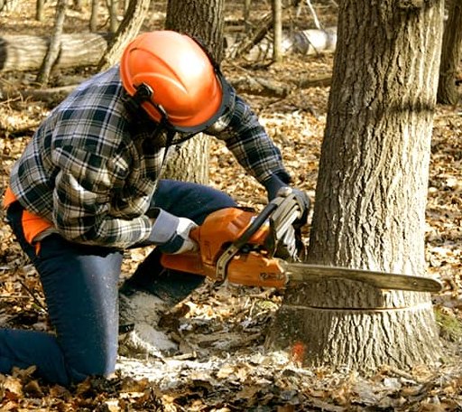 Tree Removal in Nichols, IA